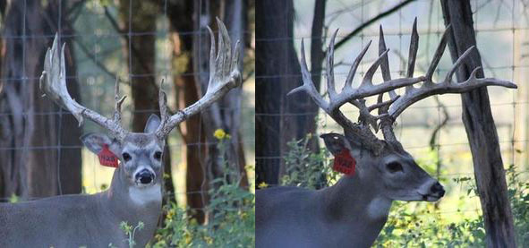 Deer Breeder Ranch Hunts